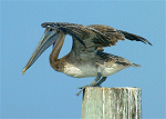 Island Birds (July 27, 2003)